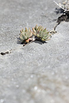 Stonecrop of Nice leaves