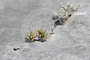 Stonecrop of Nice leaves