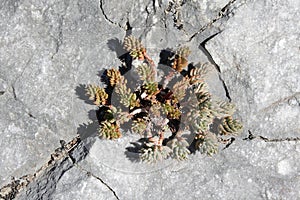 Stonecrop of Nice leaves