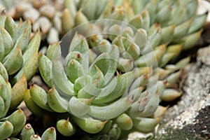 Stonecrop of Nice