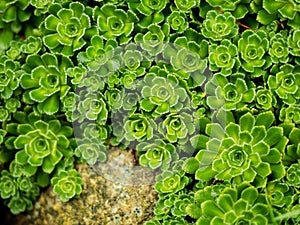 Stonecrop in outdoor garden, ornamental garden plant. Sedum prominent