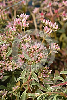 Stonecrop Pink Seduction