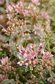 Stonecrop Pink Seduction