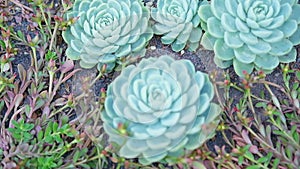 Stonecrop plant, Echeveria. Close up shot