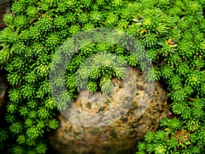 Stonecrop plant. sedum plant is the needle-like foliage resembling that of some evergreen shrubs in a rock garden