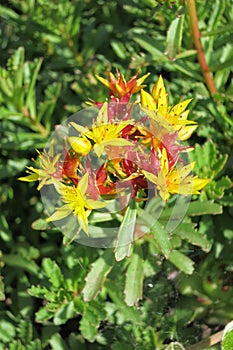 Stonecrop (Sedum floriferum)