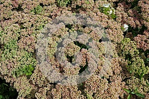 Stonecrop sedum telephium flower bed