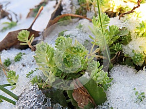 Stonecrop white under the snow