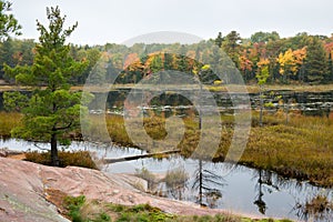 Stoned bog edge with multicoloured fall trees at the background