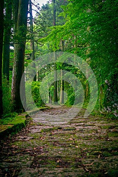 A stoned entrance of Hakone shrine, in the forest in a sunny day in Kyoto, Japan