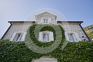 Stoned house overgrown with ivy in a European city