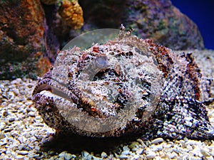 Stonefish photo