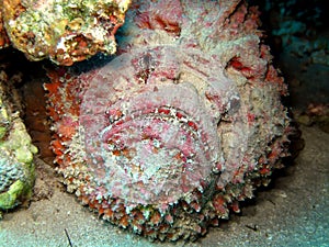 Stonefish photo