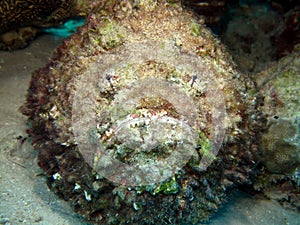 Stonefish