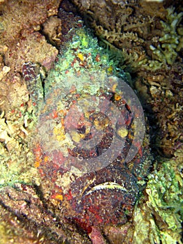 Stonefish