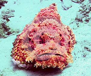 Stonefish