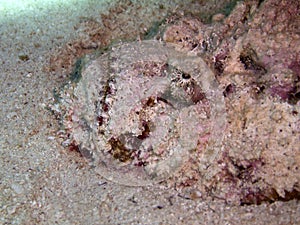 Stonefish