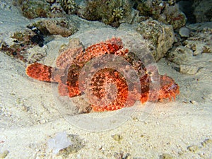 Stonefish photo