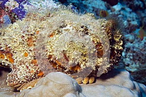 Stonefish