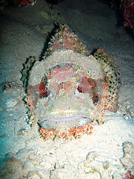 Stonefish