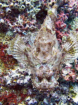 Stonefish on the coral reef