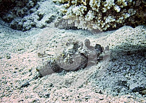 Stonefish hiding under coral in Red Sea, Egypt, Dahab