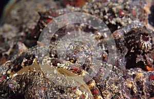 Stonefish mouth photo