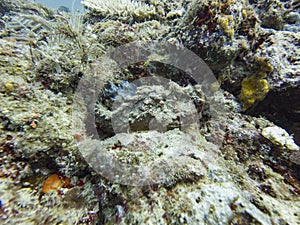 Stonefish perched and camouflaged within corals