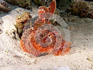 Stonefish on the reef photo