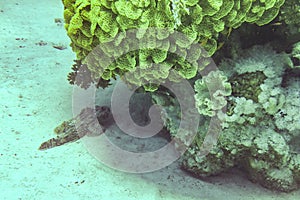 Stonefish or Scorpionfish, Scorpaenidae, large poisonous and dangerous fish of the Red Sea