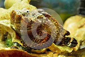 Stonefish Synanceia horrida photo