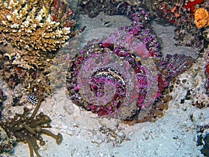 Stonefish (Synanceia verrucosa)