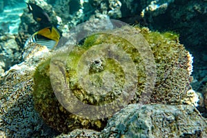 Stonefish  - Synanceia verrucosa,