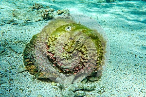 Stonefish  - Synanceia verrucosa,
