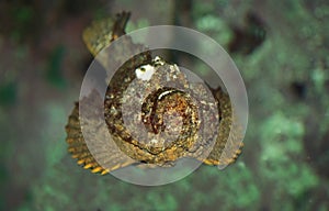 Stonefish, synanceia verrucosa, Australia photo