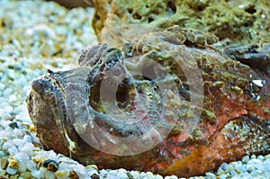 Stonefish (Synanceia verrucosa) photo