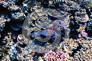 Stonefish (Synanceia verrucosa) Reef stonefish, Tropical waters photo