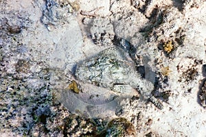 Stonefish Synanceia verrucosa Reef stonefish, Tropical waters photo