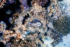 Stonefish Synanceia verrucosa Reef stonefish, Tropical waters