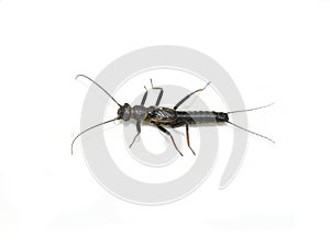 Stonefly plecoptera shortwing insect isolated