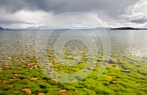 Stones and algae seen through the water photo