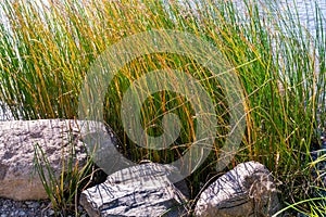 Stones and autumn grass on the river bank as a natural background.