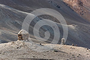 Stones with basreliefs of preyers in Tso Moriri