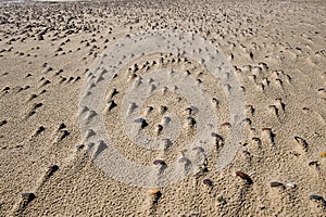 Stones on the beach