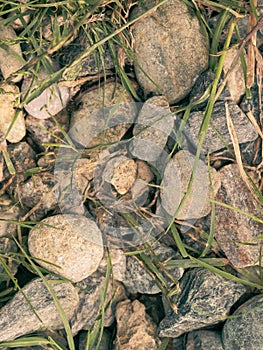 Stones and blades of grass scattered on the ground, textured