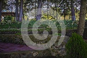 Stones and brick with big green tree trunk