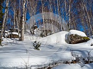 Stones covered with green moss and white snow and pine and birch tree in the winter forest in Altai, Russia