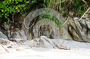 Stones covered with lianas on the white sand beach of turtles at