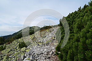 Stones covered with lichen in Gorgany - mountain range in Western Ukraine