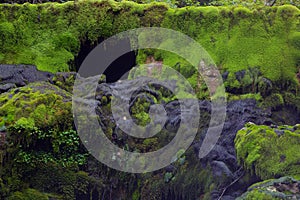 Stones covered with moss